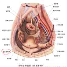 Legamento rotondo dell'utero
