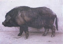 Chenghua maiale