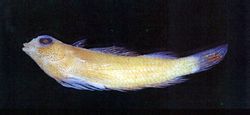 Nano doppio Blenniidae