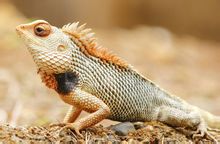 Calotes