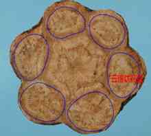 Brocade modello