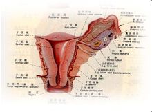 Fluido pelvico