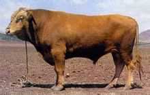 Bovini Yanbian