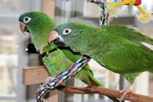Crown Blue Conure