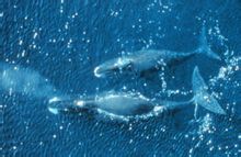 Balena boreale