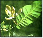 Grande foglia di magnolia
