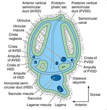 Membrana vascolare