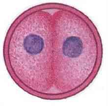 Candida