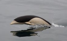 Delfini bowhead Sud