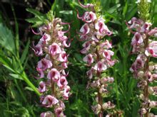 Pedicularis