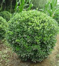 Giapponese Euonymus