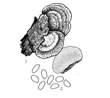 Kusano Trametes