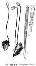 Cordyceps nutazione
