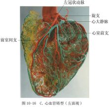 Cardiovascolari