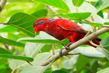 Blue Lace Lory