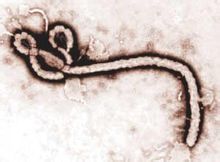 Virus Ebola: il virus è un virus fibra virus Keaibola