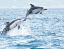 Falcetto pinna marcature delfino