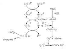 Cyano