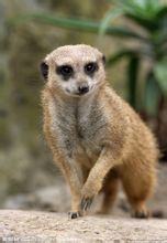 Mongoose