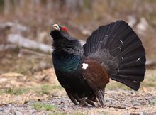 Gallo cedrone