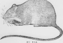 Verde Capelli Rat