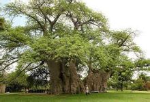 Baobab