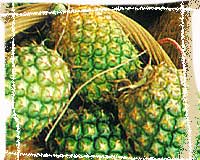 Ananas enzima