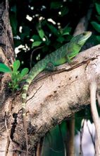 Lungo iguana