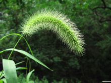 Erba coda di cane