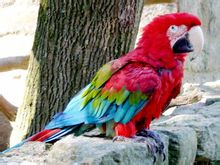 Green-winged Macaw