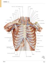 Frenico muscolare arteria