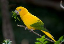 Oro Conure