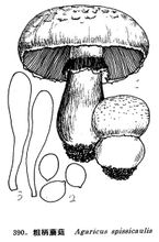 Maniglia Thick funghi