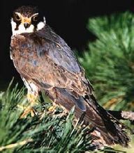 Falcon Branch