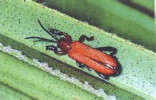 Coconut Chrysomelidae costrizione al torace