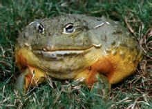 Bullfrog