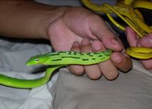Sottile serpente verde