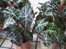 Alocasia