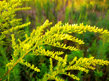 Solidago