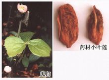 Lotus lobulare