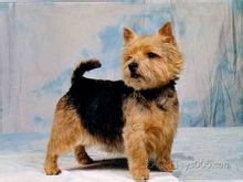 Norwich Terrier