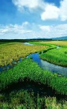 Wetlands
