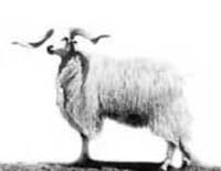 Euler pecore