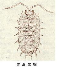Genus Armadillidium