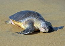 Olivastra tartarughe