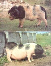 Ganzhongnan spotted pig