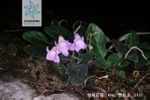 Spessore del tubo GESNERIACEAE