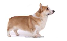 Corgi