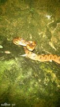 Fiore contorto serpente foresta