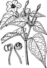 Himalayan Mirabilis